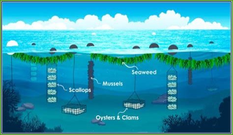 Unleashing The Power Of Alexa's Maas For Scalability: Discoveries And Insights